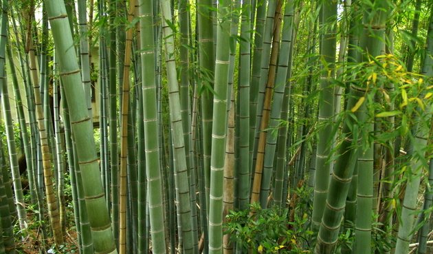 WoddQuail Bamboo Products