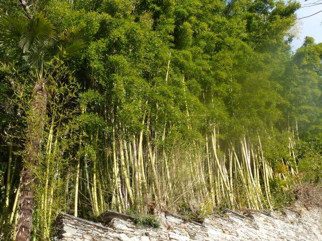 Panda in bamboo forest, eco-friendly bamboo